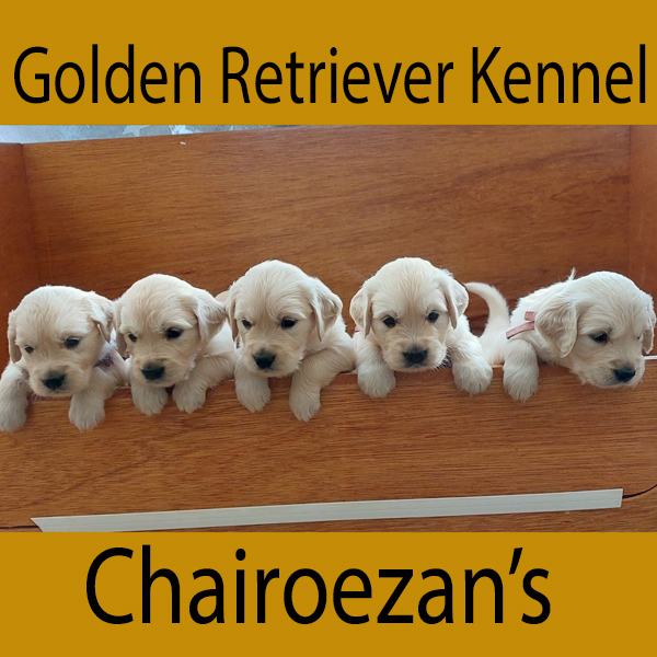 Chairoezans-pups-01.jpg