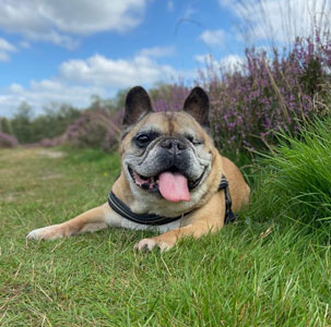 Cursus-Oudere-hond-1.webp
