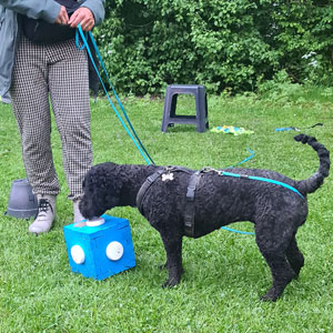 Detectie-02.jpg