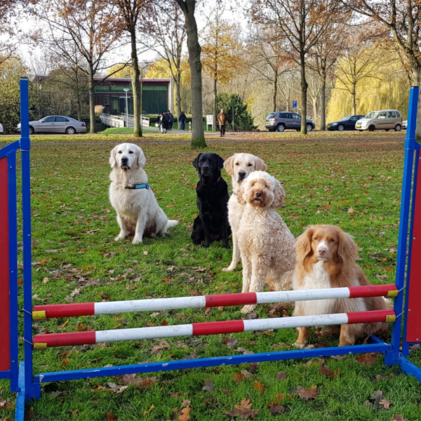Gevorderden-gehoorzaamheid-hond.jpg