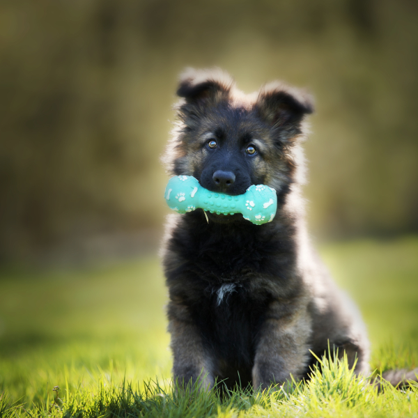 Puppy-speels.jpg