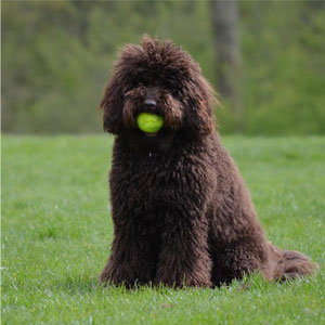 Puppystartcursus.jpg