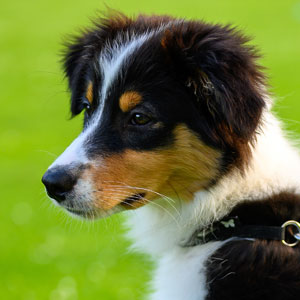 Puppystartcursus03.jpg