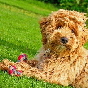 Puppystartcursus04.jpg