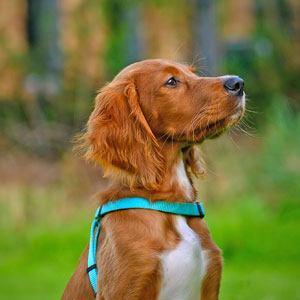 Puppystartcursus06.jpg