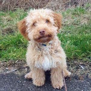 Puppystartcursus07.jpg