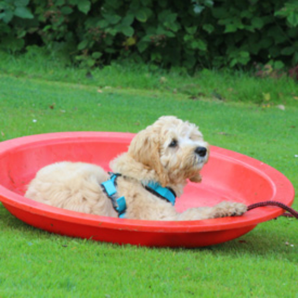 belevingtuin-pic.webp