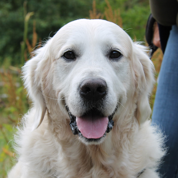 foto-basiscursus-gehoorzaamheid-hond.webp