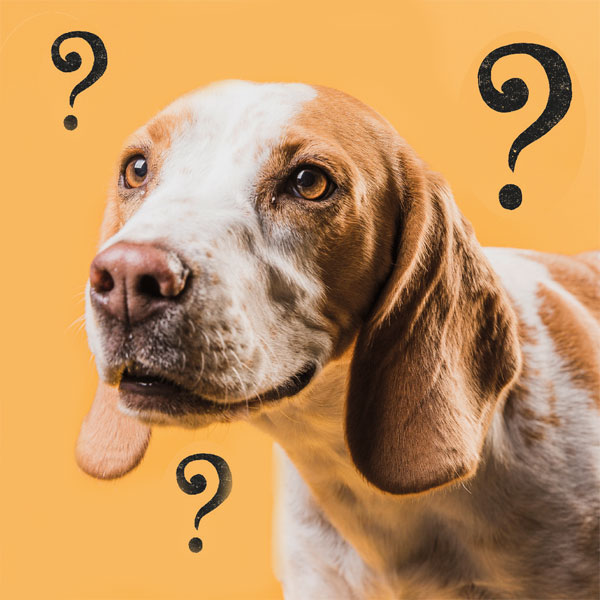 foto-starterscursus-gehoorzaamheid-hond-(1).jpg