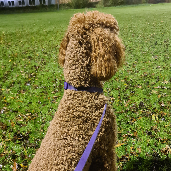 foto-starterscursus-gehoorzaamheid-hond.jpg