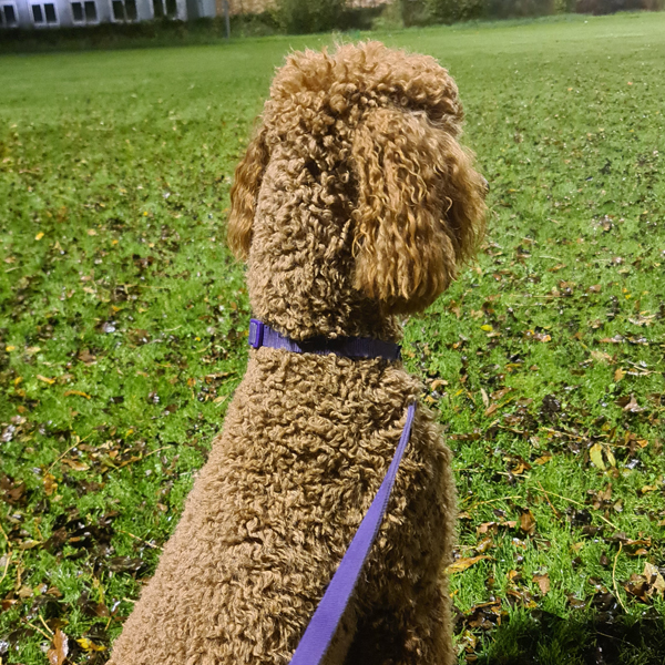 foto-starterscursus-gehoorzaamheid-hond.jpg