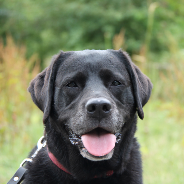 foto-vervolgcursus-gehoorzaamheid-hond.webp