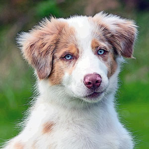 puppystartcursus02.webp