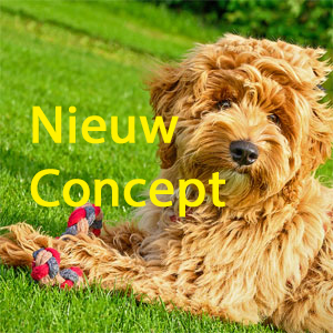 puppystartcursus04-01.webp