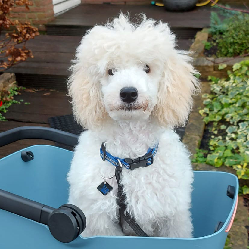 puppystartcursus05-01.webp
