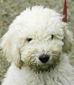 puppystartcursus07.webp