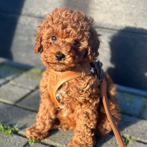 puppystartcursus08.webp