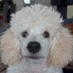 puppystartcursus09.webp