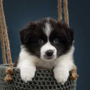 puppystartcursus12-1.webp