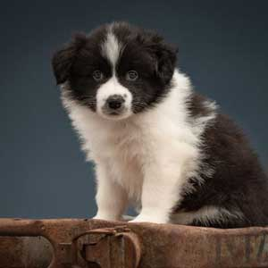puppystartcursus13-1.webp