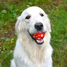 senior-hond-02.webp