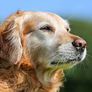 senior-hond-03.webp