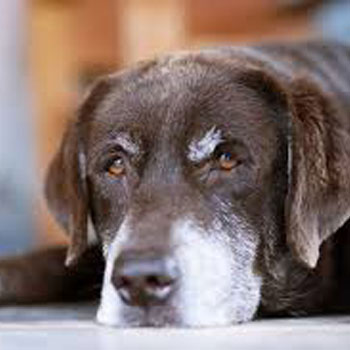 senior-hond-04.webp