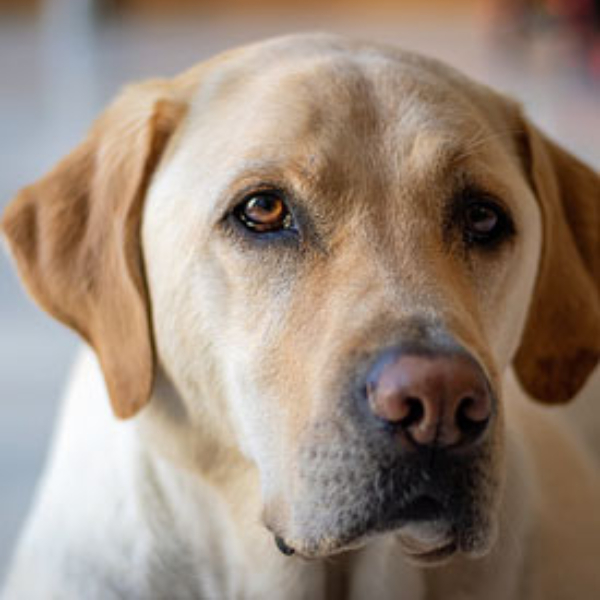 senior-hond.webp