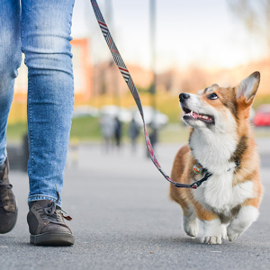 thema-wandelen-01.webp